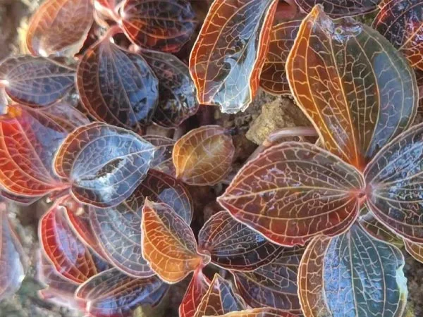 Bahan Herbal Premium Mendapatkan Pengakuan Global