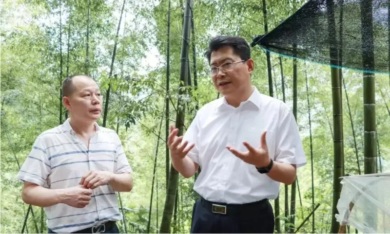 Liu Shuo, Sekretaris Komite Partai Kota Pingxiang, memeriksa lokasi penanaman Anoectochilus