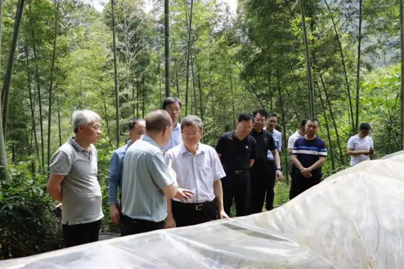 Liu Shuren, Direktur Departemen Pembangunan dan Reformasi Administrasi Kehutanan dan Padang Rumput Nasional, menyelidiki basis penanaman Anxin Shibawan Anoectochilus