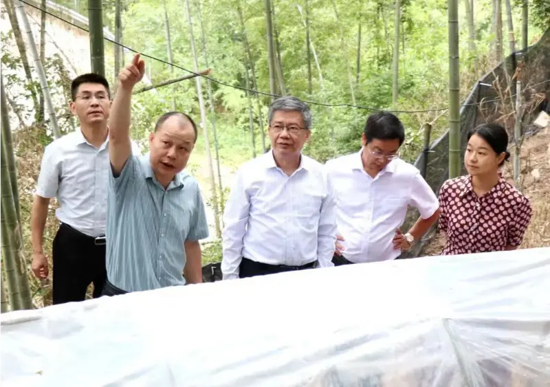 Liu Hongning, Dekan Institut Penelitian Lanjutan Universitas Pengobatan Tradisional Tiongkok Jiangxi dan mantan Sekretaris Partai di universitas tersebut, memimpin kelompok ahli provinsi untuk reformasi komprehensif pengobatan tradisional Tiongkok di Jiangxi untuk melakukan penelitian di pangkalan Anoectochilus kami
